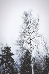 Low angle view of bare trees against clear sky