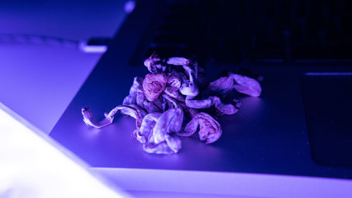 Close-up of purple flower on blue table