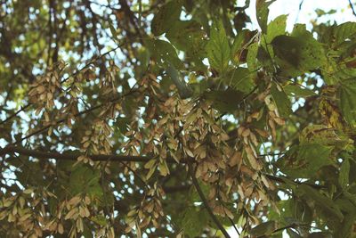 Low angle view of trees
