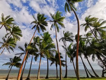 Palm trees on beach against sky