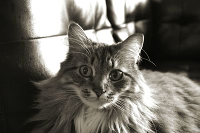 Close-up portrait of cat