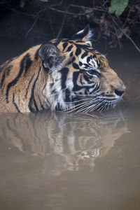 Close-up of tiger swimming in lake