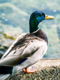 Close-up of a duck