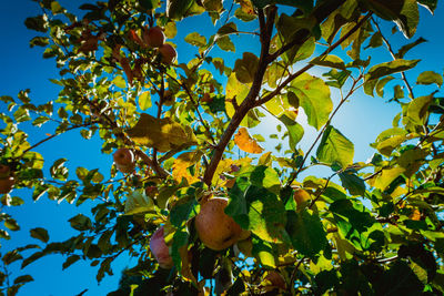 Low angle view of apples growing on branches