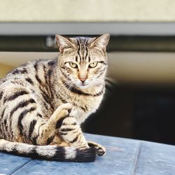 Portrait of cat sitting on floor