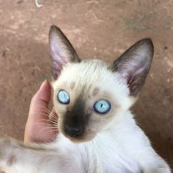 Close-up portrait of kitten on hand