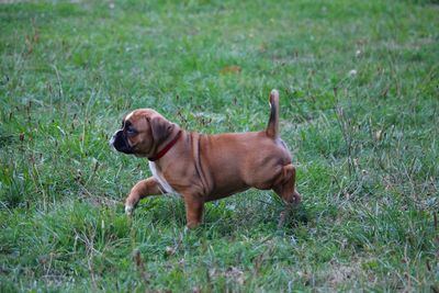 Dog looking away on grass