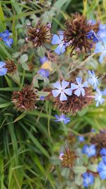 Close-up of purple flowering plants