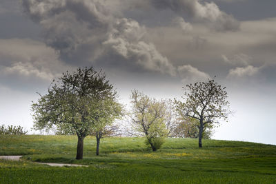 Trees against sky