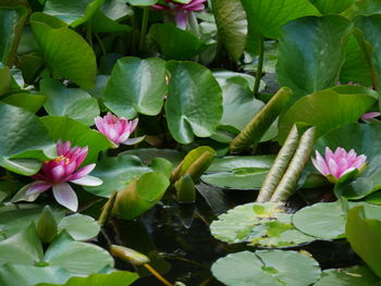 Close-up of pink flowers