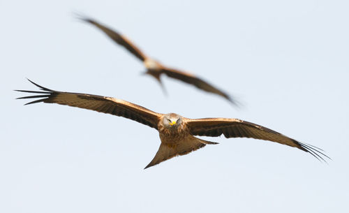 Low angle view of bird flying in sky