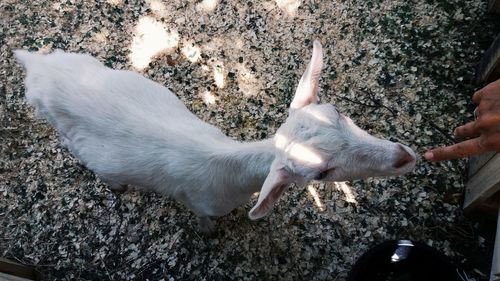 Cropped hand of man pointing at goat outdoors