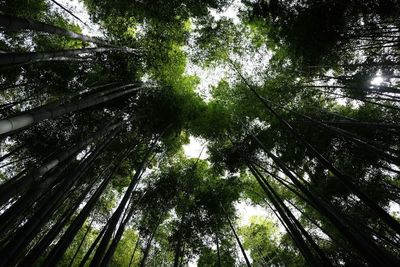 Low angle view of trees in forest