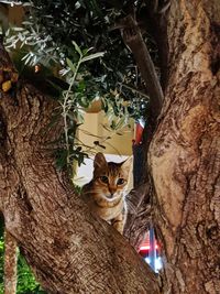 Portrait of cat on tree trunk