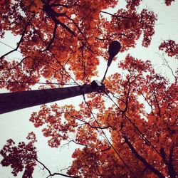 Low angle view of trees against sky