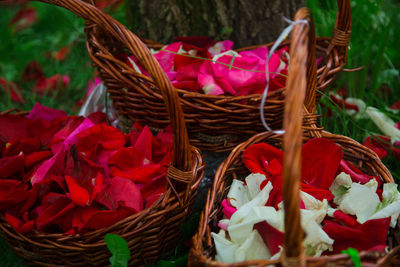 High angle view of red roses