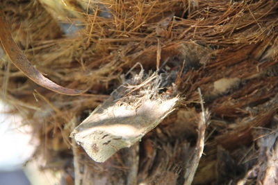 Close-up of dried plant on field