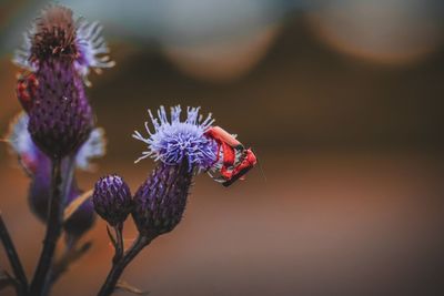 Close-up of thistle on purple flower