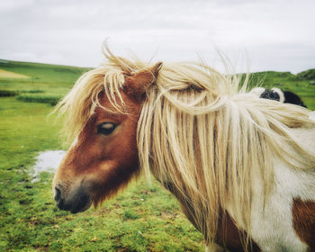 Pony on grassy field against clear sky