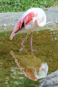 Close-up of bird in water