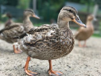 Close-up of duck