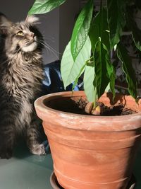 Close-up of cat by potted plants