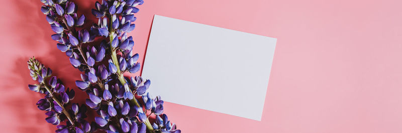 Close-up of pink flowering plant against white background