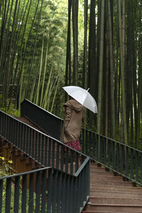 View of a woman in the bamboo forest