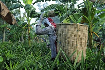 Cutting pineapple and tossing it onto the basket attached on the back