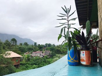 Potted plants by tree against sky