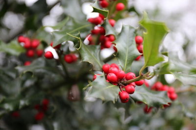 Close-up of red berries growing on tree