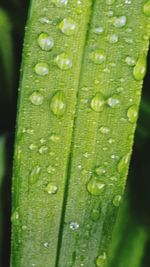 Close-up of water drops on leaf