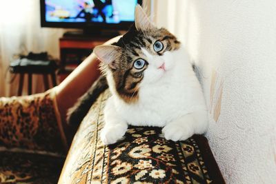 Close-up of cat on sofa in living room