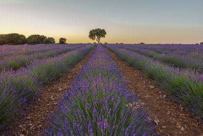 Scenic view of lavender field against sky