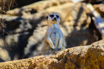 Close-up of lizard on rock