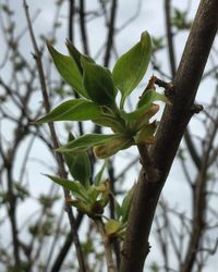 Close-up of tree branch