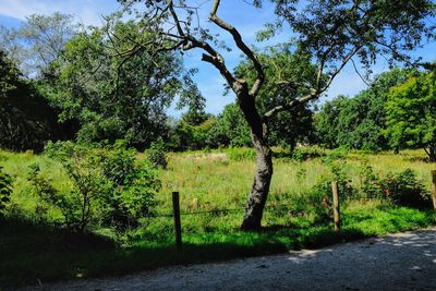 Scenic view of trees growing on field against sky