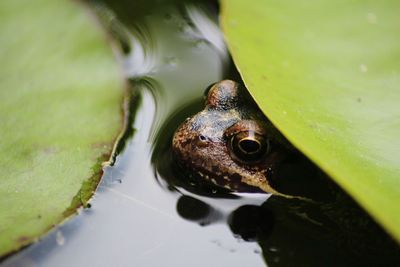 Close-up of frog in pond