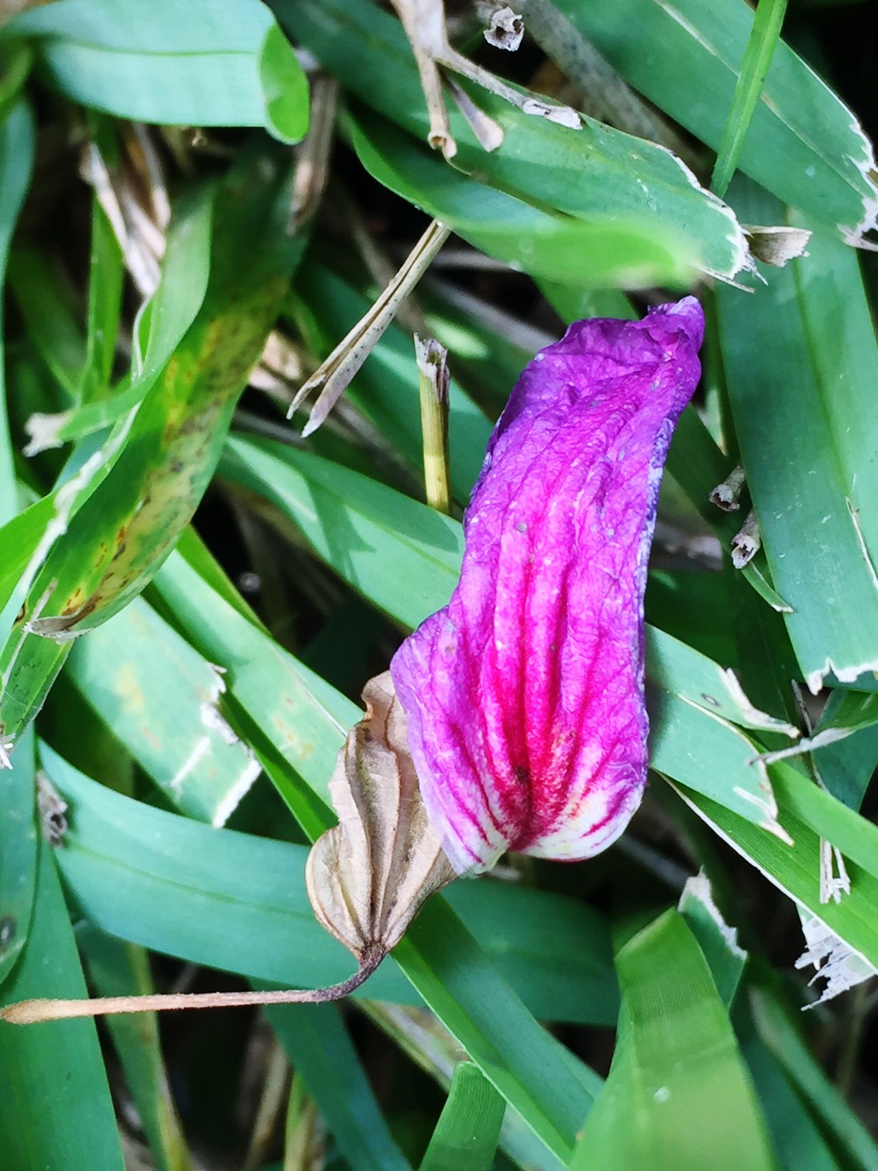 Flower petal in the grass