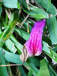 Close-up of pink flowers