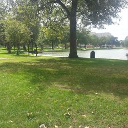 Trees in park