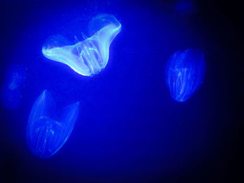 Close-up of jellyfish swimming in water