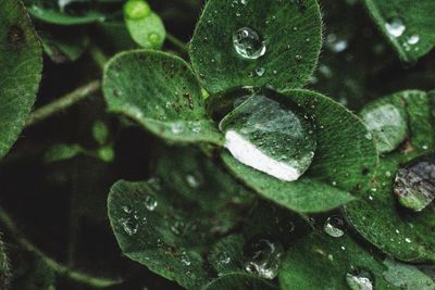Close-up of raindrops on leaves