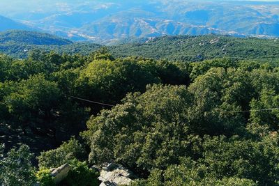 High angle view of plants growing on land