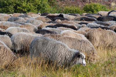 Sheep on the island sylt