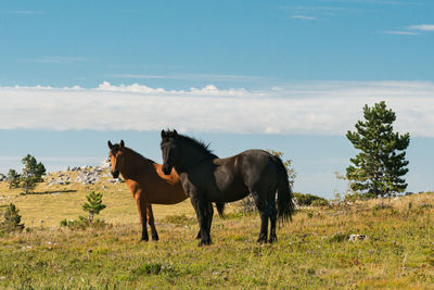 Free running horses in the grasslands of croatia. in summer.