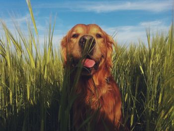 Dog standing on grassy field