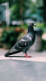 Close-up of pigeon perching on retaining wall