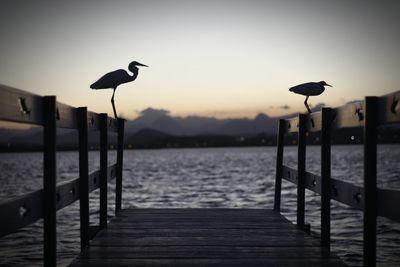 Silhouette birds perching on pier over sea against clear sky