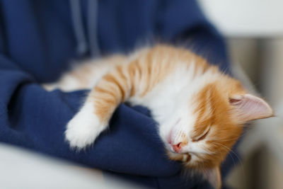 Cute ginger kitten is sleeping on the arms of girl, dangling his head down, tired after active play